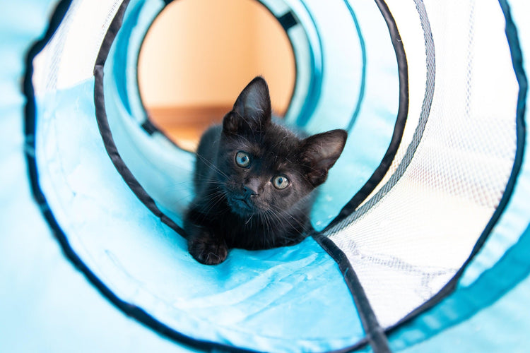 AdoraPet's Bestsellers