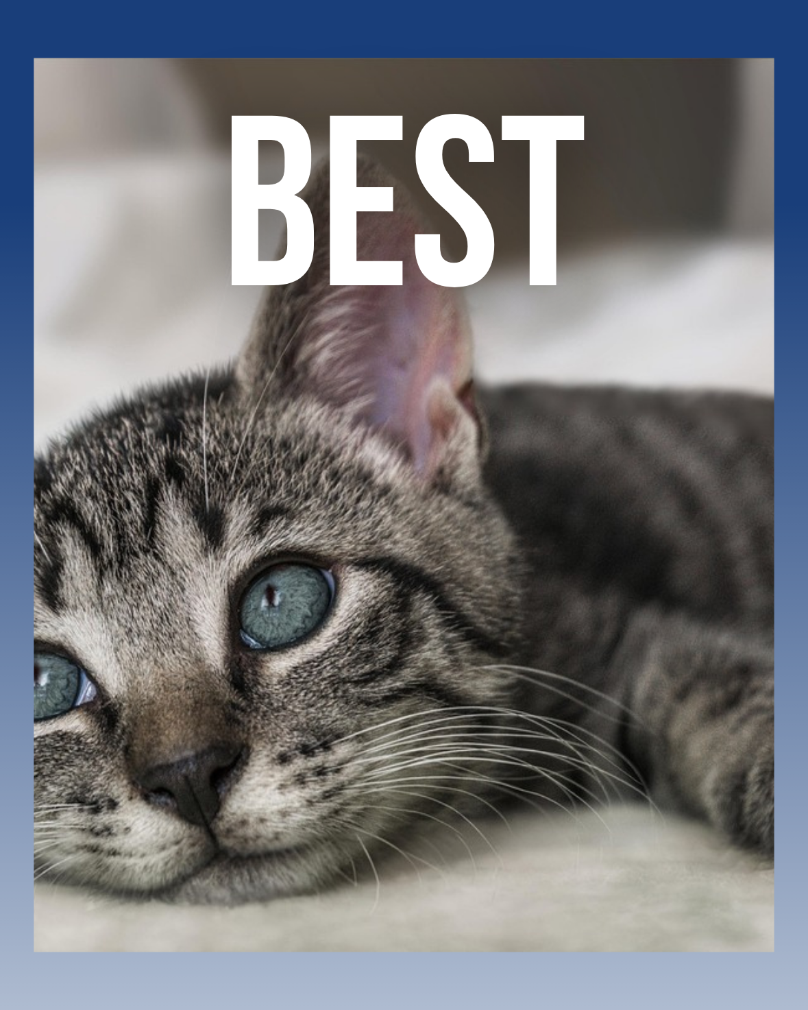 AdoraPet's Bestsellers - AdoraPet