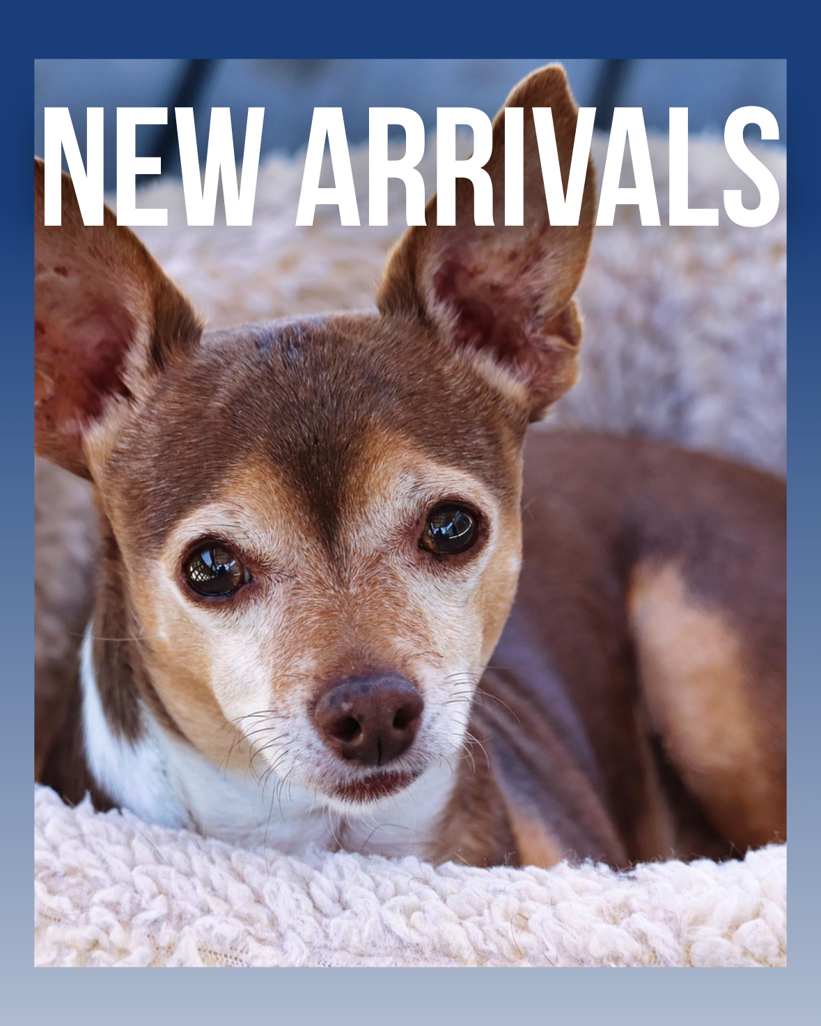 New Arrivals - AdoraPet