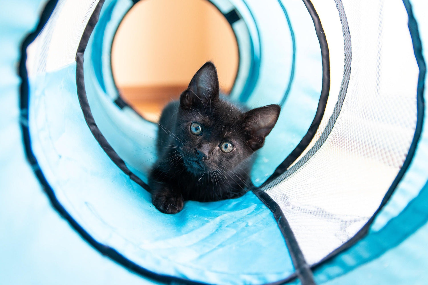 AdoraPet's Bestsellers
